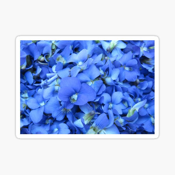 Violets Are Blue Sticker