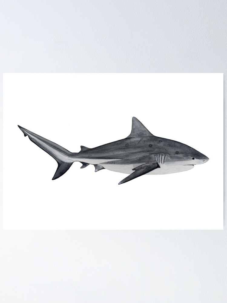 BULL SHARK (Carcharhinus leucas) Poster by BEATRIZ ABAITUA