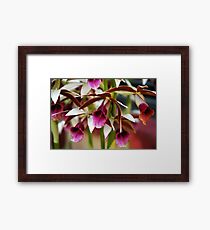 Terrestrial orchids Framed Print