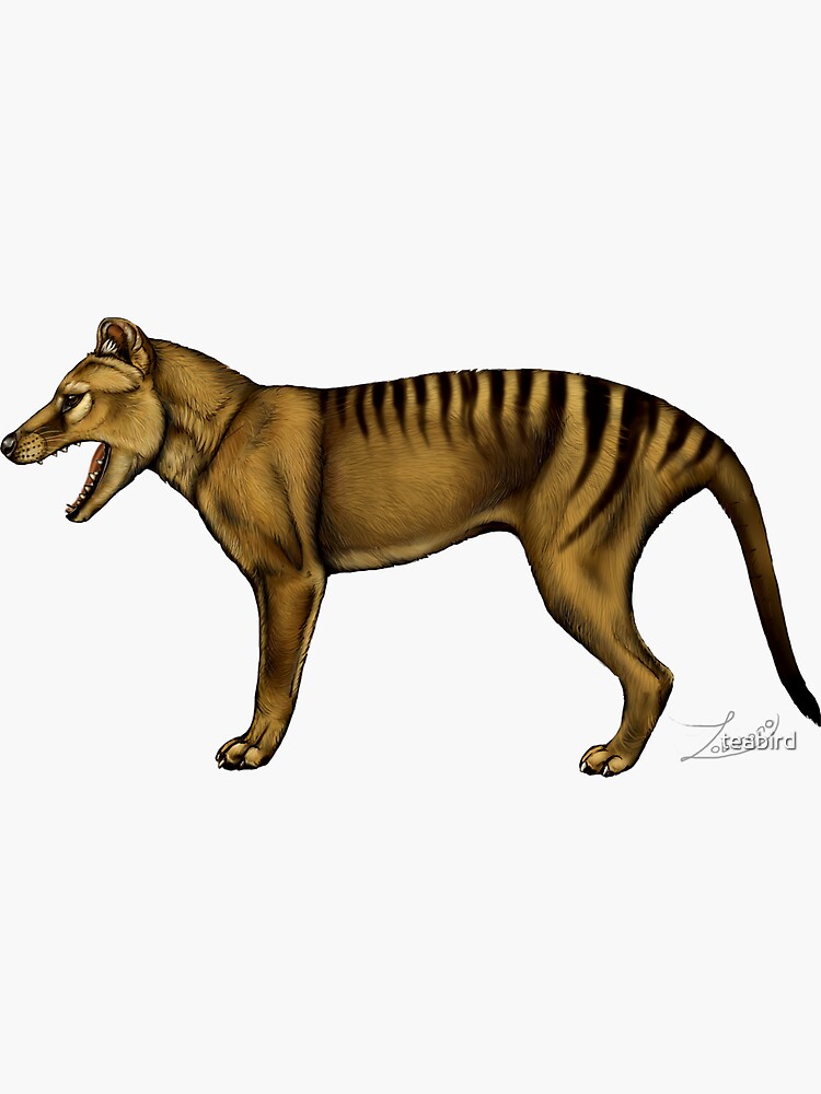 Thylacine by teabird
