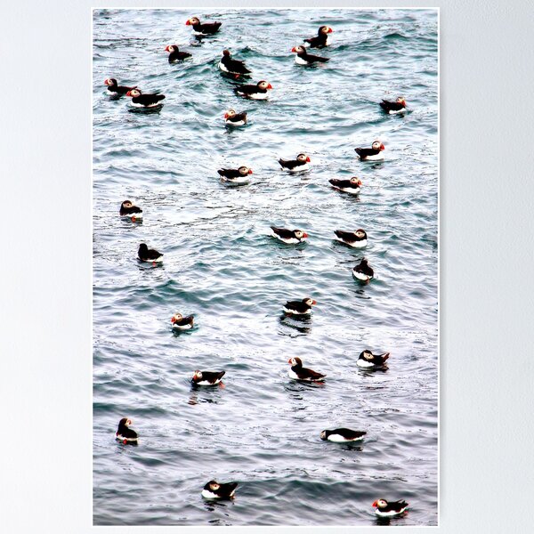 Item preview, Puffins designed and sold by ANNblick.