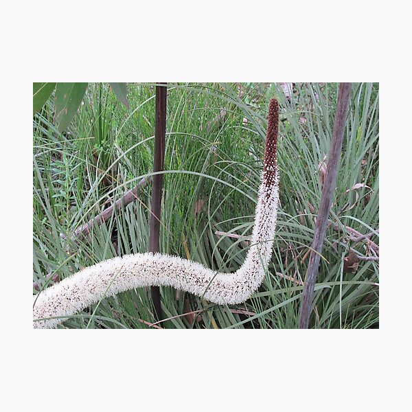 Kangaroo Tail in flower Photographic Print