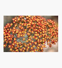 Flowers Tiny Tiny Photographic Print