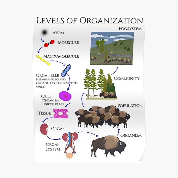 Levels of Organization  Poster