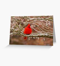 Cardinal Greeting Card
