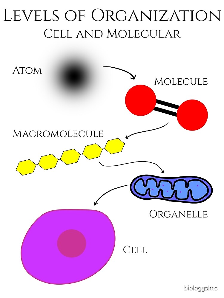 "Levels of Organization, Cell and Molecular Biology" Poster for Sale by
