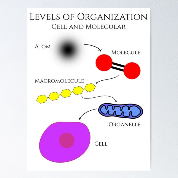 Levels of Organization, Cell and Molecular Biology Poster