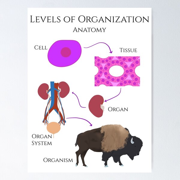 Levels of Organization, Anatomy Poster
