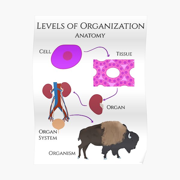 Levels of Organization, Anatomy Poster