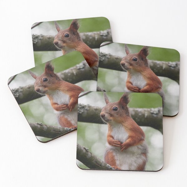 Item preview, That grey needs to go. Eurasian red squirrel designed and sold by Jouko Lehto Photography.