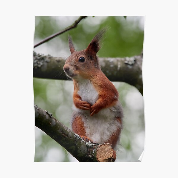 That grey needs to go. Eurasian red squirrel Poster