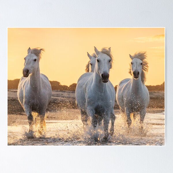 Item preview, La camargue,France, Horse,Wild Horses,Riding,animal,horse art,horse posters,horse canvas,horse canvas,horse canvas art wall art,pony designed and sold by eyesight4vision.