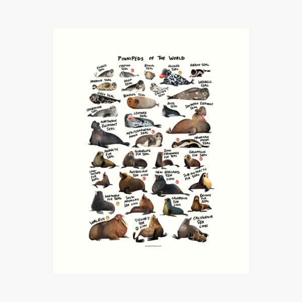 Item preview, Pinnipeds of the World designed and sold by Green Humour.