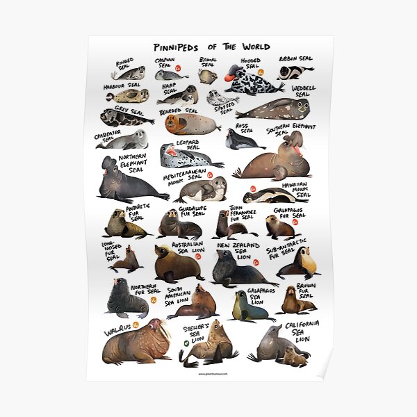 Pinnipeds of the World Poster