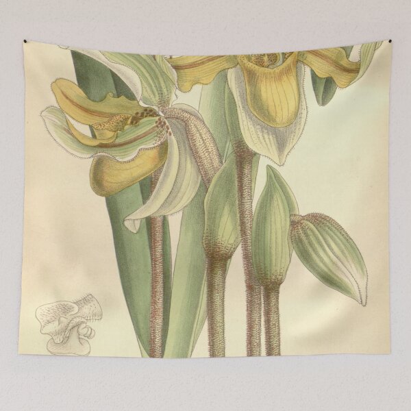 Item preview, Paphiopedilum exul (as Cypripedium exul) Curtis' 122 (Ser. 3 no. 52) pl. 7510 (1896) designed and sold by EsotericBotanic.