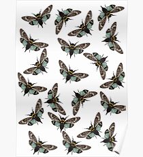 Insect Poster