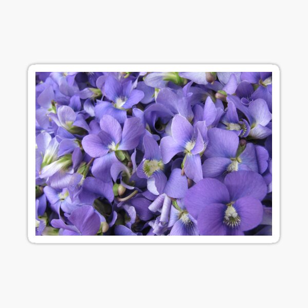 An Ocean of Violets Sticker