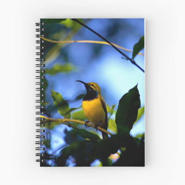 Item preview, Male  Olive-backed Sunbird (Cinnyris jugularis), designed and sold by aussiejase.