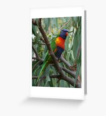 Rainbow lorikeet in a gum tree Greeting Card