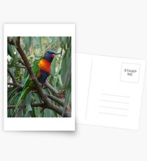 Rainbow lorikeet in a gum tree Postcards