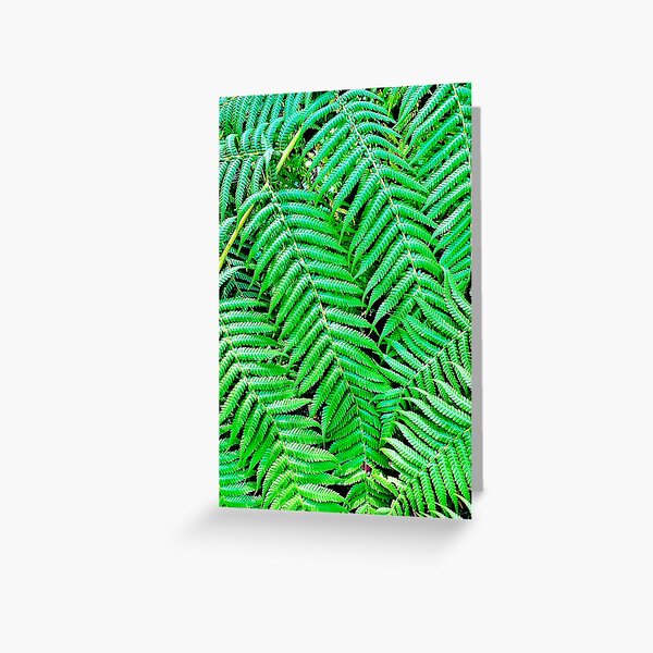 Australian Tree Ferns Greeting Card