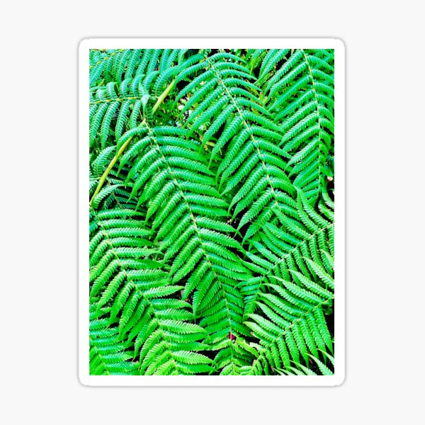 Australian Tree Ferns Sticker