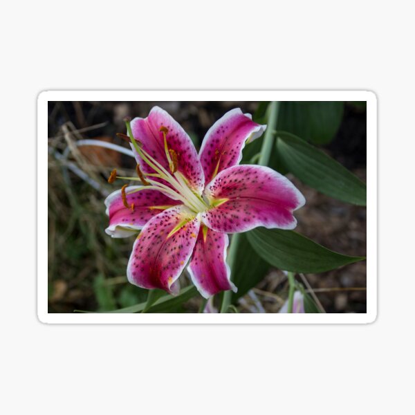 Stargazer Lilly Sticker