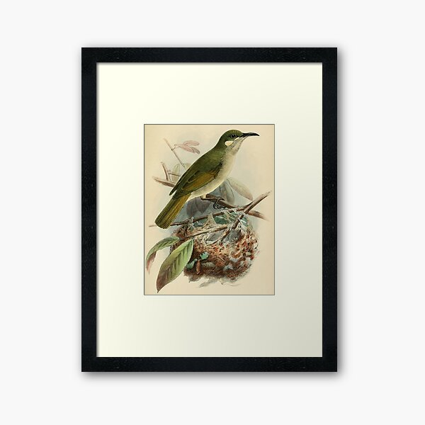 Item preview, Graceful Honeyeater With Nest designed and sold by laguitan10.