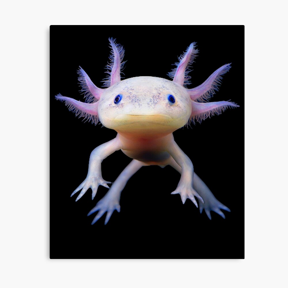 Axolotl Mexican Walking Fish Cute Amphibian Axolotl Photographic Print
