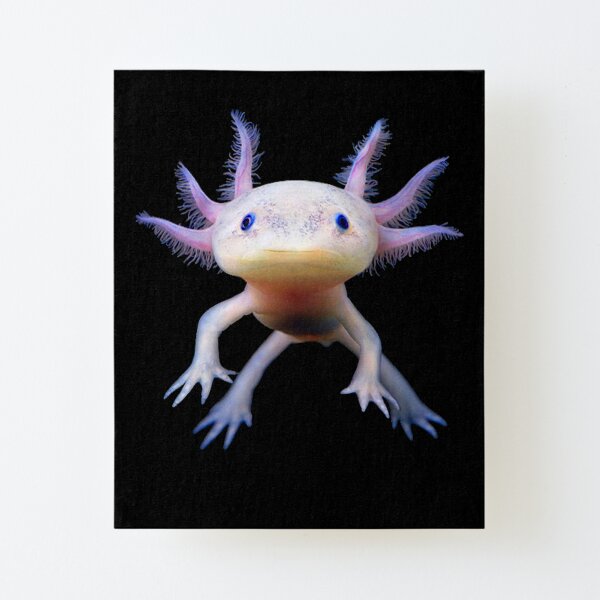 "Axolotl Mexikanische Walking Fish Süße Amphibie Axolotl" Aufgezogener ... "Axolotl Mexikanische Walking Fish Süße Amphibie Axolotl" Aufgezogener ...