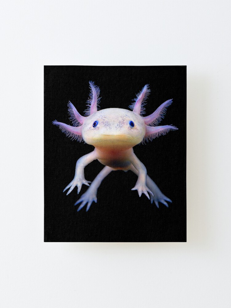 &amp;quot;Axolotl Mexikanische Walking Fish Süße Amphibie Axolotl&amp;quot; Aufgezogener ...