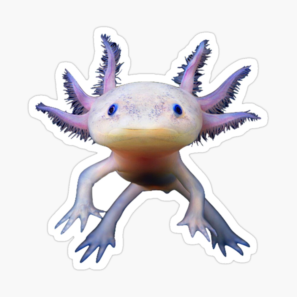 Axolotl Mexican Walking Fish Cute Amphibian Axolotl Photographic Print