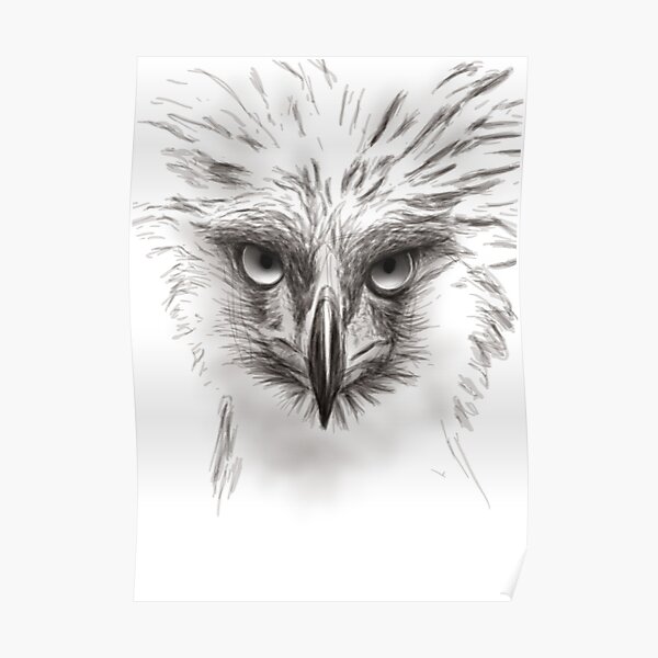 Eagle Tattoo Design HD Png Download  kindpng