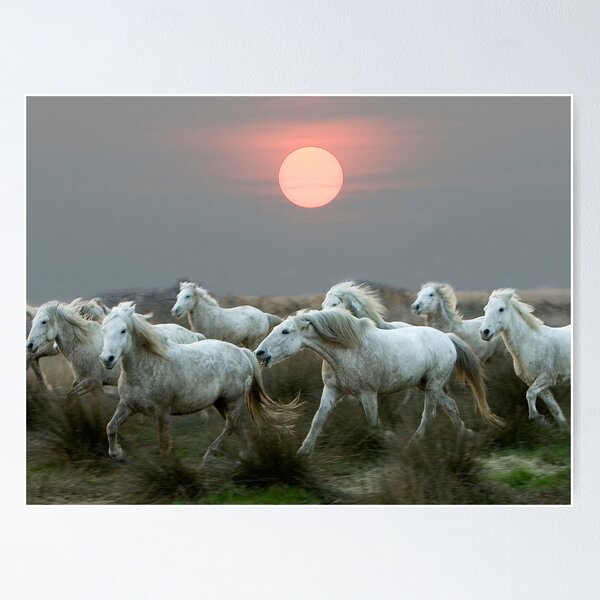 Item preview,  La camargue,France, Horse,Wild Horses,Riding,animal,horse art,horse posters,horse canvas,horse canvas,horse canvas art wall art,pony designed and sold by eyesight4vision.