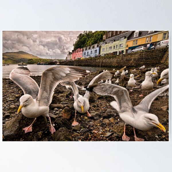 Item preview, El cielo de la gaviota designed and sold by John Dewar.