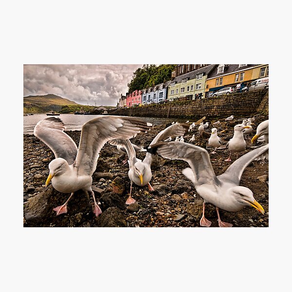 Item preview, Gull Heaven designed and sold by John Dewar.