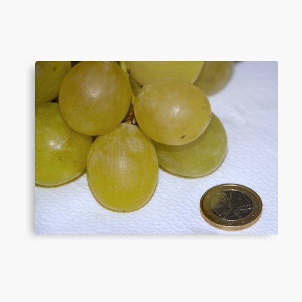 Monster Moscato grapes, Bolzano/Bozen, Italy Metal Print