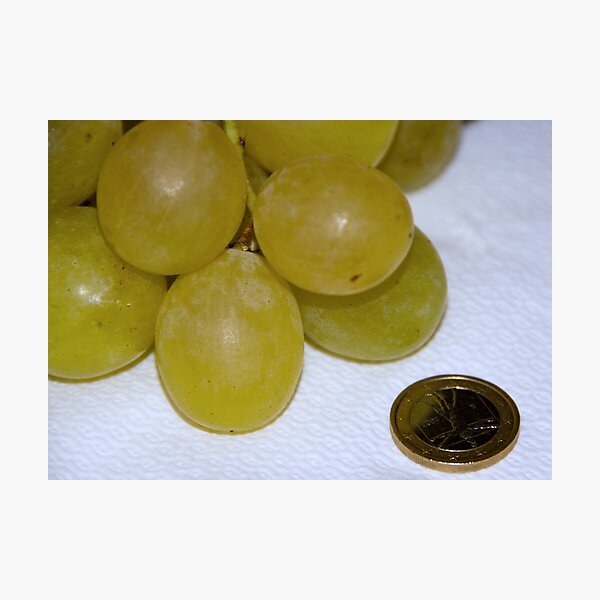 Monster Moscato grapes, Bolzano/Bozen, Italy Photographic Print