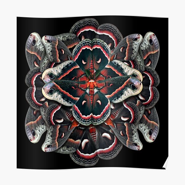 Cecropia Moth Mandala - Asymmetrical Poster