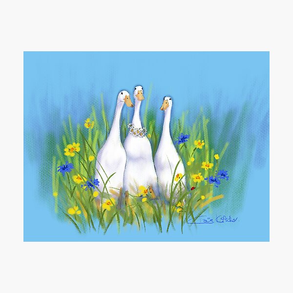Nicky's Ducks Photographic Print