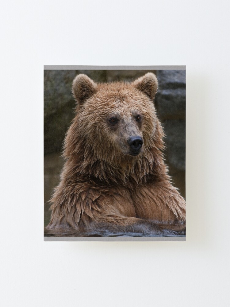 "Grizzly Bear canvas,Grizzly Bear,animal, animals,Grizzly Bear wall art