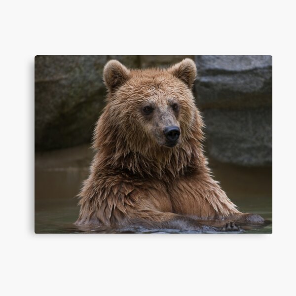 Poster C Home Decor Wall Art Grizzly Bear Jumping Art Print // Canvas Print
