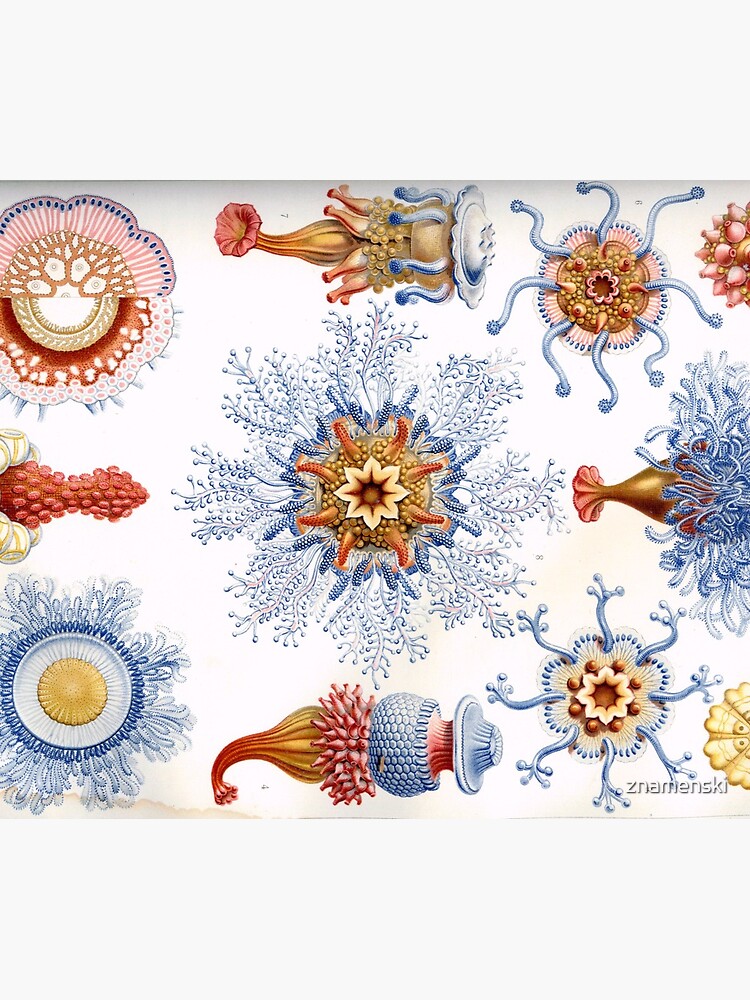 Haeckel Siphonophorae. Siphonophorae is an order of Hydrozoans, a class of marine organisms belonging to the phylum Cnidaria by znamenski