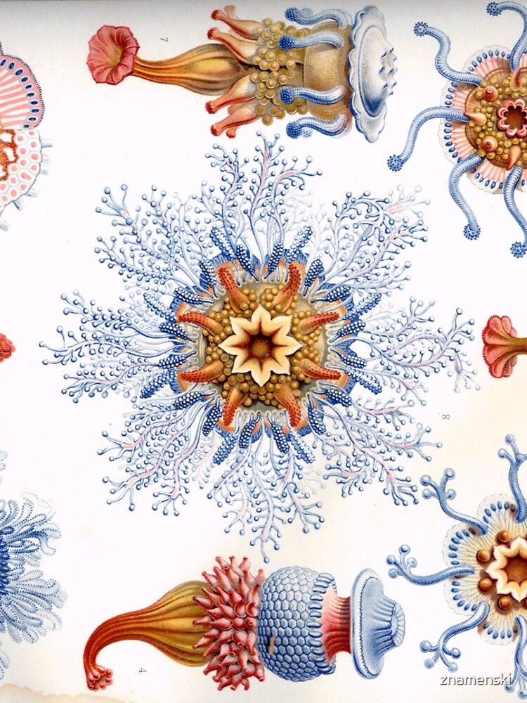 Haeckel Siphonophorae. Siphonophorae is an order of Hydrozoans, a class of marine organisms belonging to the phylum Cnidaria by znamenski
