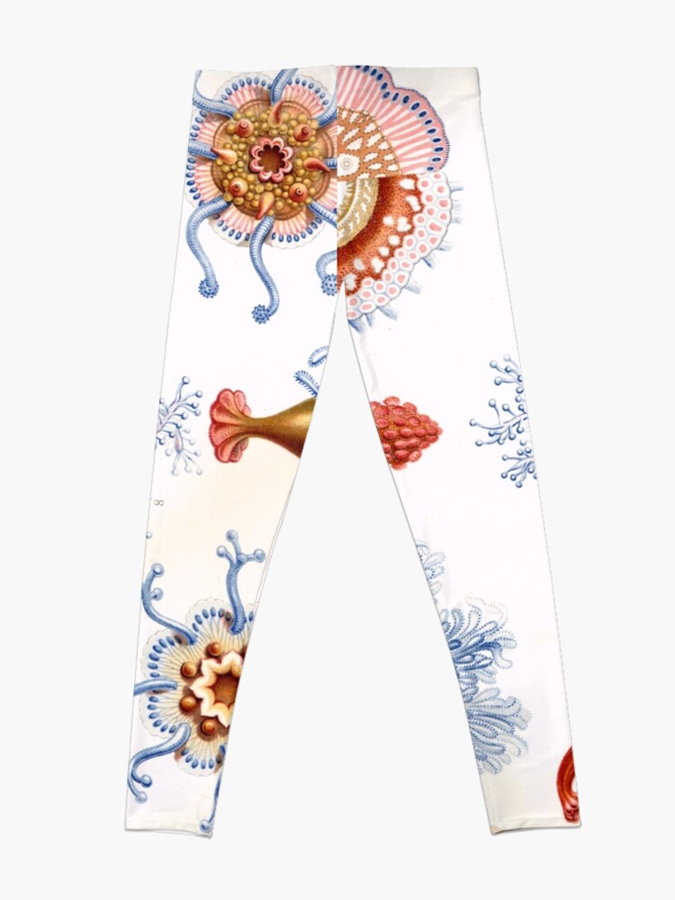 Alternate view of Haeckel Siphonophorae. Siphonophorae is an order of Hydrozoans, a class of marine organisms belonging to the phylum Cnidaria Leggings