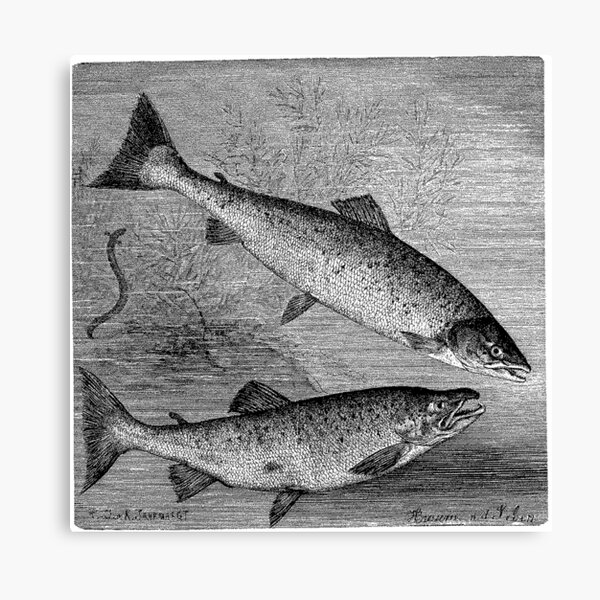 Salmon Ella Canvas Print