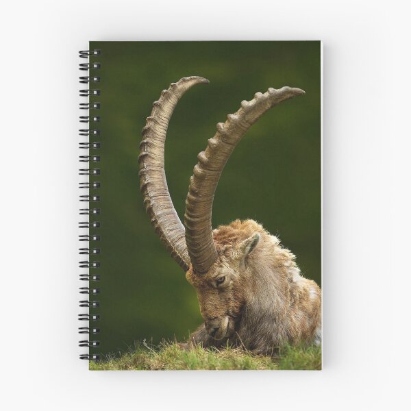 Item preview, Alpine Ibex Goat designed and sold by MorningFive.