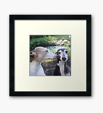 Goofballs Framed Print