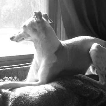 Artwork thumbnail, Watching and Waiting by CWCards2013