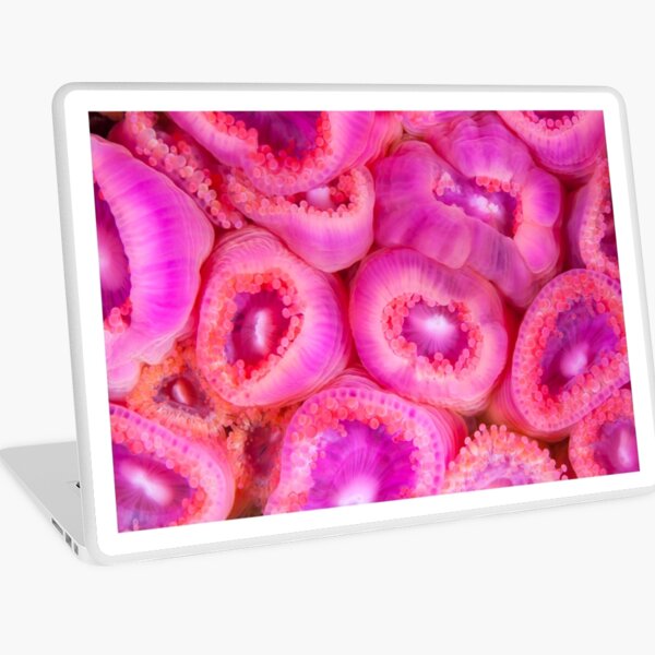 The Anemone Collection - loud pink Laptop Skin